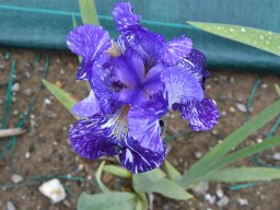 2018-Iris-Vullierans-30