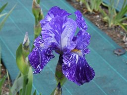 2018-Iris-Vullierans-31