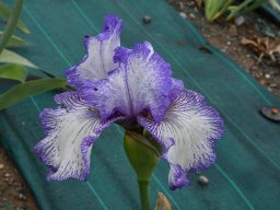 2018-Iris-Vullierans-33