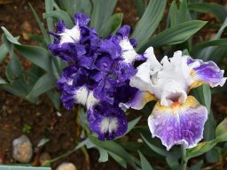 2018-Iris-Vullierans-4