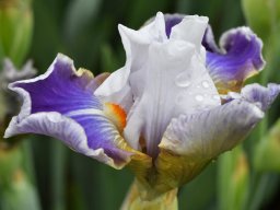 2018-Iris-Vullierans-5