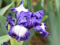 2018-Iris-Vullierans-6