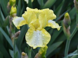 2018-Iris-Vullierans-7