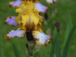 2024-Iris-13
