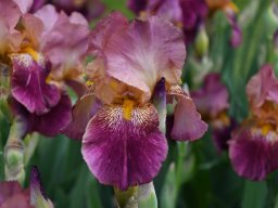 2024-Iris-14