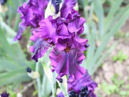 2024-Iris-69