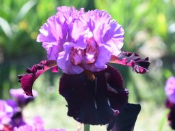 2025-Iris-Vullierens-1