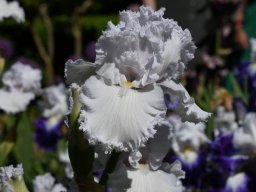 2025-Iris-Vullierens-10