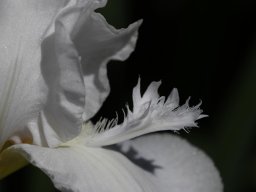 2025-Iris-Vullierens-11
