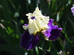 2025-Iris-Vullierens-12