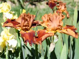 2025-Iris-Vullierens-13