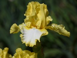 2025-Iris-Vullierens-14