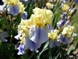 2025-Iris-Vullierens-15