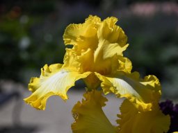 2025-Iris-Vullierens-16
