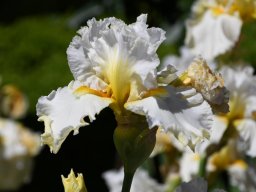 2025-Iris-Vullierens-18