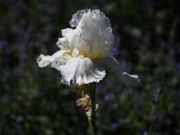 2025-Iris-Vullierens-19