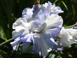2025-Iris-Vullierens-2