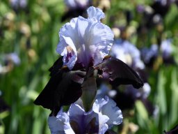 2025-Iris-Vullierens-20