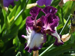 2025-Iris-Vullierens-3