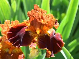 2025-Iris-Vullierens-4