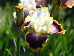 2025-Iris-Vullierens-5