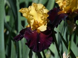 2025-Iris-Vullierens-6