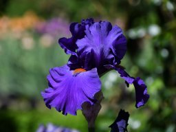 2025-Iris-Vullierens-7