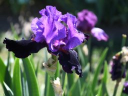 2025-Iris-Vullierens-9