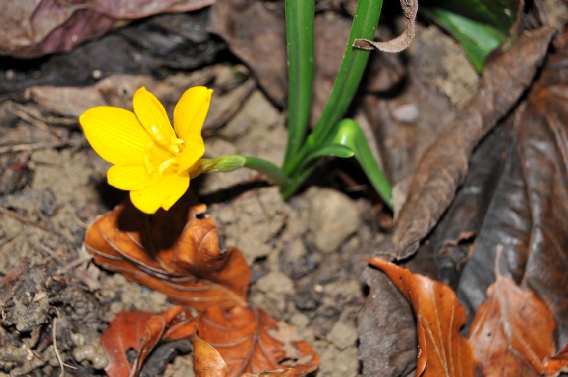 Sternbergia lutea