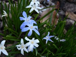 Chionodoxa-luciliae