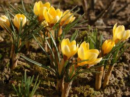 Crocus-chrisanthus