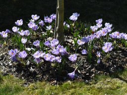 Crocus-lila