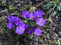 Crocus