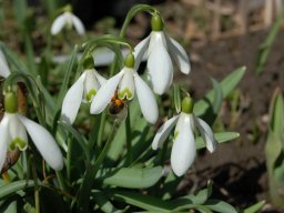 Galanthus-nivalis