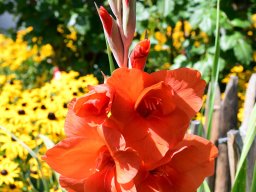 Gladiolus-23