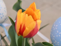 Tulipa